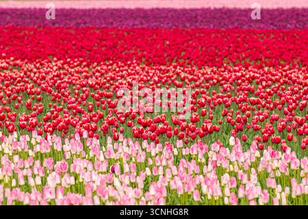 Tulpen (Tulipa suaveolens) im Skagit Valley Tulip Festival, Mount Vernon, Washington, USA. Stockfoto