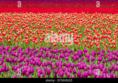 Tulpen (Tulipa suaveolens) im Skagit Valley Tulip Festival, Mount Vernon, Washington, USA. Stockfoto