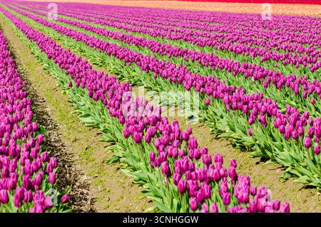 Tulpen (Tulipa suaveolens) im Skagit Valley Tulip Festival, Mount Vernon, Washington, USA. Stockfoto