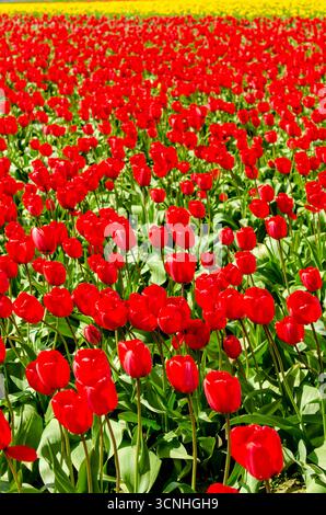Tulpen (Tulipa suaveolens) im Skagit Valley Tulip Festival, Mount Vernon, Washington, USA. Stockfoto