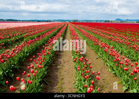 Tulpen (Tulipa suaveolens) im Skagit Valley Tulip Festival, Mount Vernon, Washington, USA. Stockfoto