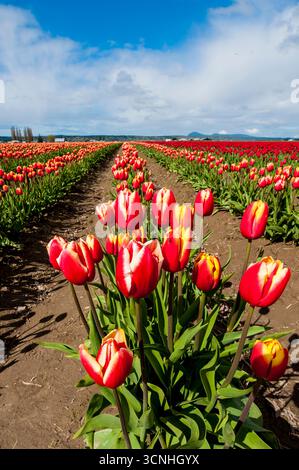 Tulpen (Tulipa suaveolens) im Skagit Valley Tulip Festival, Mount Vernon, Washington, USA. Stockfoto