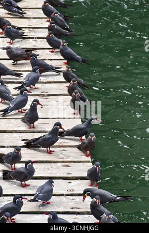 Kolonie der Inka-Terns (Larosterna inca, Zarcillo), die auf einem Pier in Lima, Peru, thront. Eindrucksvolle Küstenvögel mit einzigartigen Schnurrbärten. Tierwelt in der Natur. Stockfoto