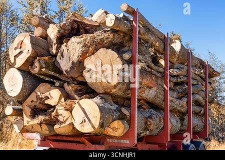 Schnittholz auf einem Holzfäller-Anhänger, der den Prozess der Entwaldung und die Industrie darstellt Stockfoto