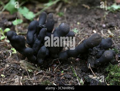 Die Finger des Toten, Xylaria polymorpha, Xylariaceae. UK. Xylaria polymorpha, auch bekannt als Dead man's Fingers, ist ein kosmopolitischer saprobischer Pilz. Stockfoto