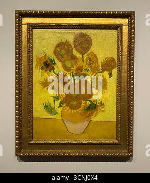 Van Goghs Gemälde mit Sonnenblumen gehören zu seinen berühmtesten. In den Jahren 1888 und 1889 malte Vincent insgesamt fünf große Leinwände mit Sonnenblumen in einer Vase , drei Gelbtöne und nichts anderes . Auf diese Weise zeigte er , dass es möglich war , ein Bild mit zahlreichen Variationen einer einzigen Farbe ohne Eloquenzverlust zu erzeugen . Stockfoto
