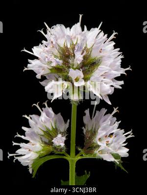 Schokoladenminzblüten, Mentha x piperita f. citrata „Schokolade“ Stockfoto