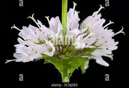Schokoladenminzblüten, Mentha x piperita f. citrata „Schokolade“ Stockfoto