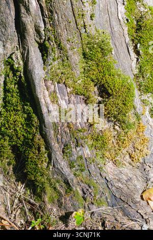 Eine detaillierte Nahaufnahme von Moos, das sich über alte Baumrinde verteilt und natürliche Texturen, Risse und lebendiges grünes Wachstum in einem Wald zeigt, der von Sonnenlien beleuchtet wird Stockfoto