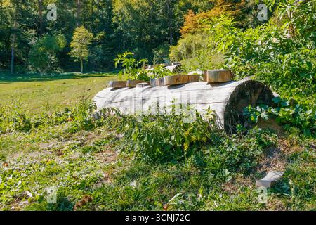Ein massiver, umgefallener Baumstamm mit gleichmäßig geschnittenen Holzblöcken auf der Oberseite, in einer Waldlichtung mit üppiger Vegetation und natürlichem Sonnenlicht, das die hervorhebt Stockfoto