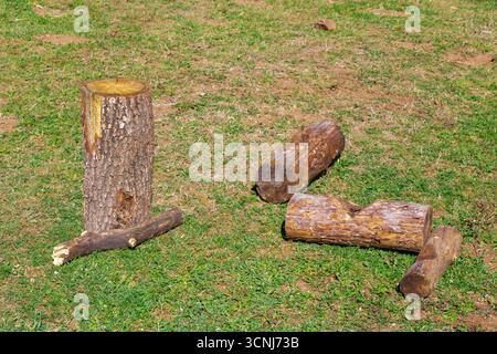 Mehrere geschnittene Holzstämme und ein Baumstumpf, der unter Sonnenlicht auf grünem Gras angeordnet ist und die natürliche Rinde, Ringe und Rohholzstrukturen in einem o hervorhebt Stockfoto