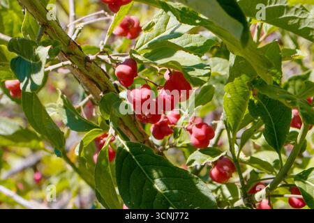 Gruppen von hellroten Spindelbeeren wachsen zwischen grünen Blättern auf einem sonnendurchfluteten Zweig in einem wilden Waldgebiet und zeigen die natürliche Schönheit des Herbstes Stockfoto