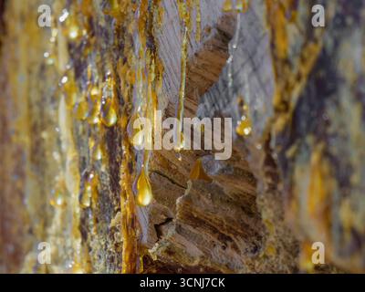 Detaillierte Makroansicht goldener Harztropfen, die aus der Kiefernrinde sickern und eine natürliche organische Textur bilden, die die Schönheit der Waldwelt und unterstreicht Stockfoto