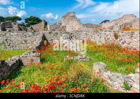 Detail der alten Ruinen der Stadt Pompeji mit vielen Mohnblumen im Gras zwischen den alten Mauern, Italien Stockfoto