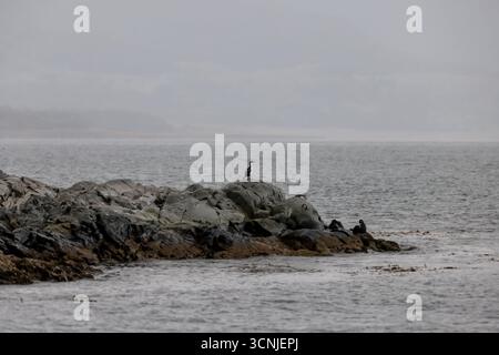 Eine Kolonie kaiserlicher Kormorane ruht auf einer felsigen Insel, während ein Vogel über ihnen schwingt und die schneebedeckten Martial Mountains im Hintergrund aufsteigen. Stockfoto