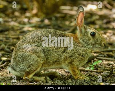 Baumwollschwanz, Pinselkaninchen, auf Nahrungssuche Stockfoto