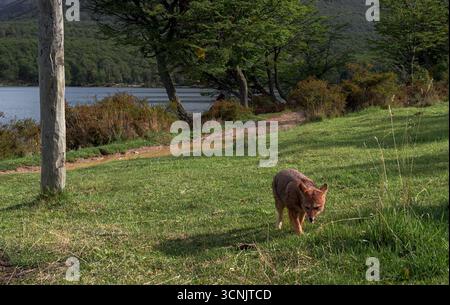Nahaufnahme wilder Rotfuchs in einem Bergwald, Tolhuin, Patagonien Argentinien Stockfoto