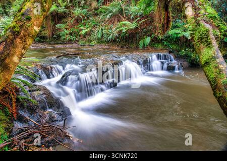 Einer der vielen kleinen Wasserfälle im Catins Forest NZ Stockfoto