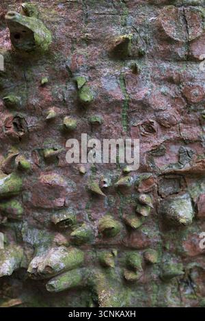 Corteza del palo borracho (Ceiba speciosa) con protuberancias cónicas o emergencias, defensa Natural del árbol ornamental sudamericano. Stockfoto