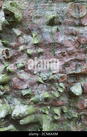 Corteza del palo borracho (Ceiba speciosa) con protuberancias cónicas o emergencias, defensa Natural del árbol ornamental sudamericano. Stockfoto