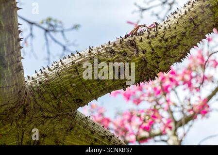 Ceiba speciosa (antes Chorisia speciosa), conocida como palo borracho rosado. Árbol ornamental sudamericano. Protuberancias conicas de la corteza Stockfoto