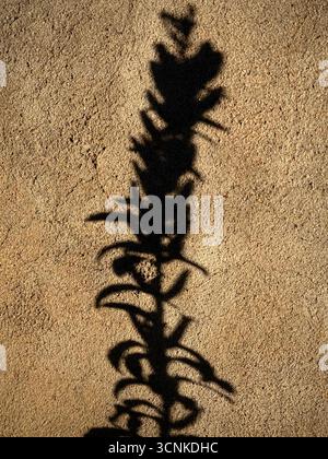 Schatten einer Pflanze Stockfoto