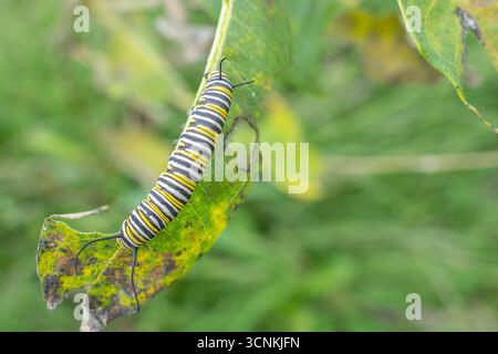 monarchraupe, die sich von Milchgras ernährt, Teil der letzten Generation, die Schmetterlinge werden und nach Süden ziehen wird Stockfoto