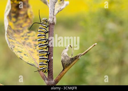 Nahaufnahme einer Monarchschmetterling raupe mit schwarzen, weißen und gelben Streifen auf einer milchkrautpflanze im September Stockfoto
