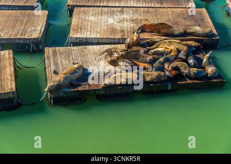 Gruppe von Seelöwen am Pier 39 in San Francisco, USA Stockfoto