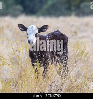 Kalbkuh mit Fliegen auf dem Feld. Sunol Regional Wilderness, Alameda County, Kalifornien. Stockfoto