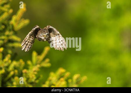 Kleine Eule (Athene noctua) Nahflüge Stockfoto