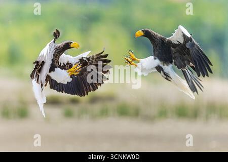 Alter Steller-Seeadler (Haliaeetus pelagicus) zwei Vögel kämpfen in der Luft Stockfoto