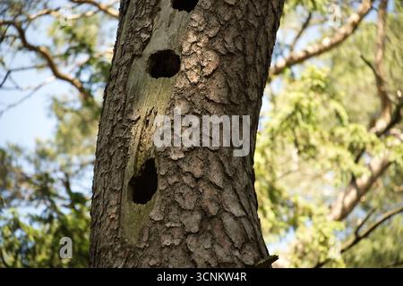Nahaufnahme eines Baumstamms mit mehreren Löchern, wahrscheinlich von einem Spechte gemacht, umgeben von üppig grünem Laub. Stockfoto