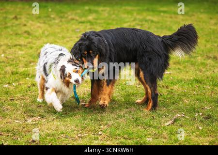 Schwarz-goldener Hovie-Hund hovawart spielt mit dem Hund Stockfoto