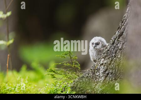 tawny Eule (Strix aluco) verlassene Küken im Wald Stockfoto