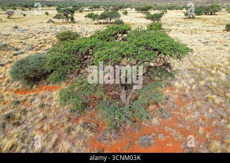 Ein afrikanischer Kameldornbaum (Vachellia erioloba) in offener Savanne, Südafrika Stockfoto