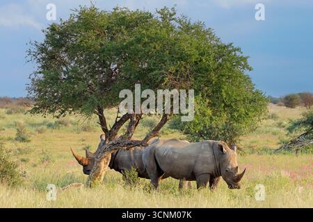 Ein gefährdetes weißes Nashorn (Ceratotherium simum), das in einem natürlichen Lebensraum in Südafrika steht Stockfoto