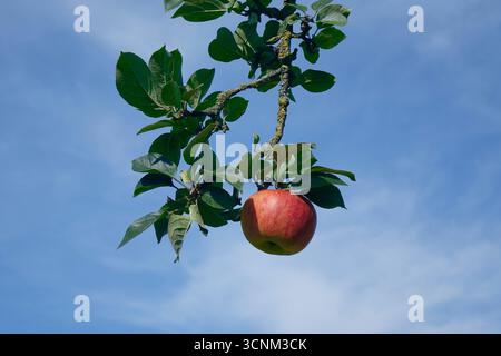 Apfelbaum mit Apfel Apfelbaum mit Apfel, 20.09.2025. Borkwalde, Brandenburg, an einem Apfelbaum hängt ein Apfel. *** Apfelbaum mit Apfelbaum mit Apfel, 20 09 2025 Borkwalde, Brandenburg, auf einem Apfelbaum hängt ein Apfel Stockfoto