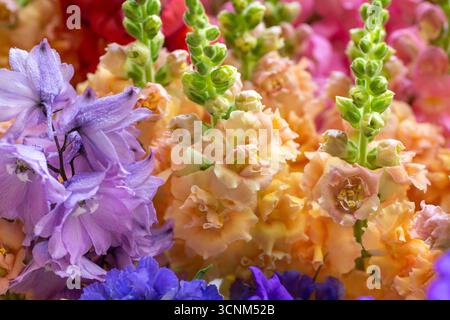 Nahaufnahme von frisch geschnittenen pastellfarbenen Frühlingsblumen. Wunderschönes Delphinium, canterbury Glocken und Schnappdrachen. Details der Blüten. Stockfoto