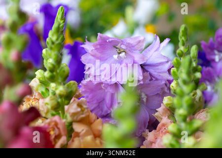Nahaufnahme von frisch geschnittenen pastellfarbenen Frühlingsblumen. Wunderschönes Delphinium, canterbury Glocken und Schnappdrachen. Details der Blüten. Stockfoto