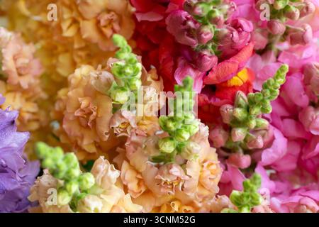 Nahaufnahme von frisch geschnittenen snapdragon-Blüten in verschiedenen Farben. Pastellfarbene Schnappblumen. Snapdragon Blooms Detailaufnahme. Stockfoto