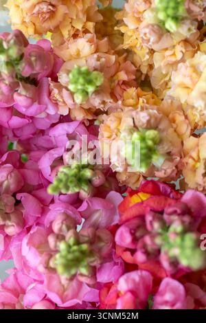 Nahaufnahme von frisch geschnittenen snapdragon-Blüten in verschiedenen Farben. Pastellfarbene Schnappblumen. Snapdragon Blooms Detailaufnahme. Stockfoto