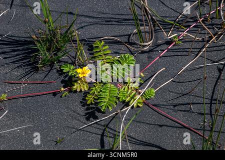 Stokksnes Island, gelb blühende potentilla anserina oder Gänsegras, das in schwarzem Sand wächst Stockfoto