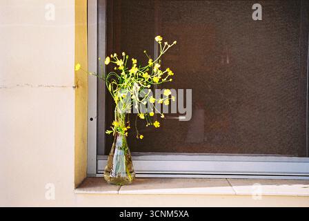 Gelb blühende Pflanze in einer Glasvase mit Wasser auf einer Fensterbank, aufgenommen in weichem natürlichem Licht mit einem authentischen Analogfilm-Look. Stockfoto