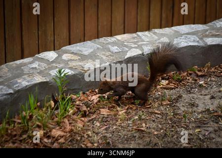 Rothörnchen auf der Suche im Herbstboden Stockfoto