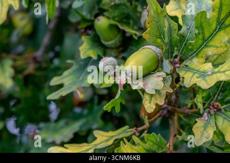 Eicheln auf einer gemeinen Eiche - Quercus robur, Abington Park, Northampton, Englalnd, Großbritannien. Stockfoto