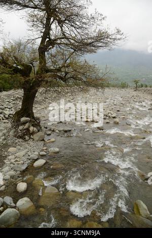Bäume mit trockenen Ästen, gespickt mit Kieseln und Felsen verschiedener Größe im kristallklaren Liddar River, der durch Pahalgam fließt. Stockfoto