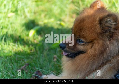 Pommerschen Hund ruht. Ein flauschiger Pommerschen Hund liegt auf grünem Gras und sieht ruhig aus. Sein braunes Fell leuchtet in natürlichem Licht. Stockfoto