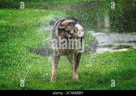 Der Hund hat Spaß beim Schütteln von Bächen und Wassertropfen auf der Wiese Stockfoto