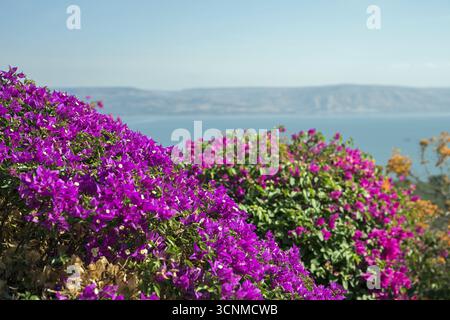 Israel Galiläa Blick auf den Tibériade-See (Meer von ​​Galilee) und die Golanhöhen vom Seligpreisungen; Blick vom Berg der Seligpreisungen Stockfoto